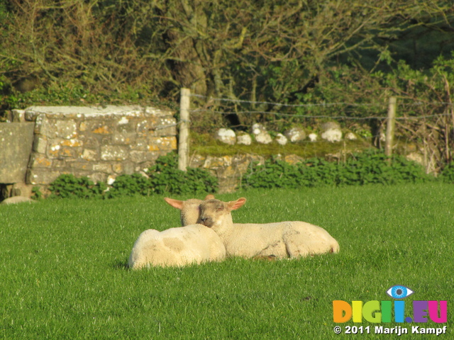 SX18036 Two lambs sun bathing